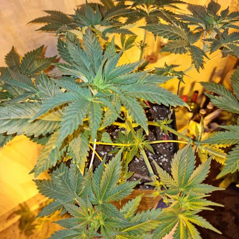 Ak47 Original growlog photo: Se realizo poda ramas bajas y se cortaron todas las hojas más grandes, además a sólo una Se le realizó poda apical, después de aver estado deshidratadas ayer hoy ya se ven en perfectas condiciones