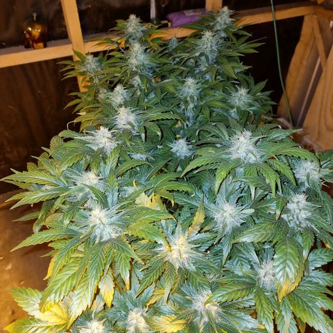 Ak47 Original growlog timeline photo