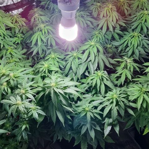 Ak47 Original growlog photo: Se pase a fase 2 con Reaktor generador de CO2