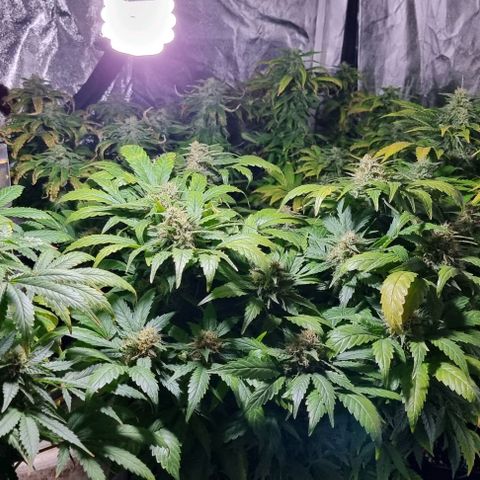 Ak47 Original growlog timeline photo