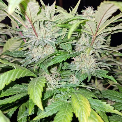 Ak47 Original growlog timeline photo