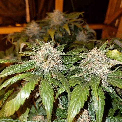 Ak47 Original growlog timeline photo