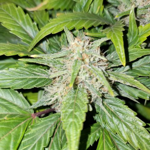 Ak47 Original growlog timeline photo