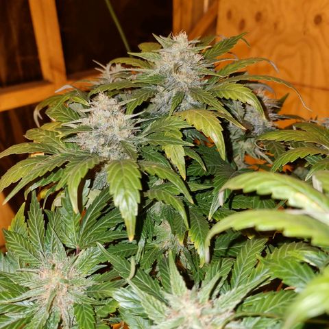 Ak47 Original growlog timeline photo