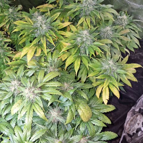 Ak47 Original growlog timeline photo