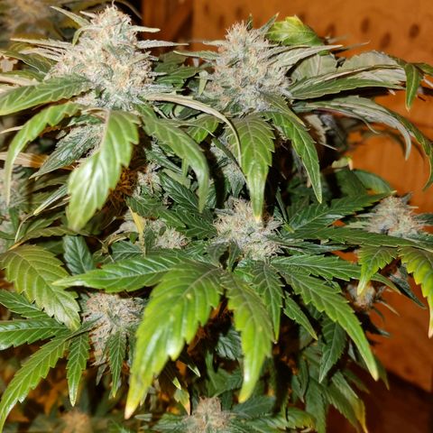 Ak47 Original growlog timeline photo