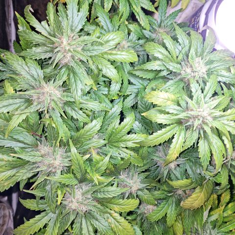 Ak47 Original growlog timeline photo