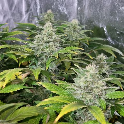 Ak47 Original growlog timeline photo