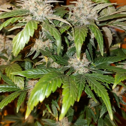 Ak47 Original growlog timeline photo
