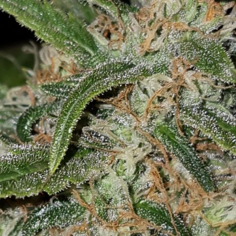 Ak47 Original growlog timeline photo