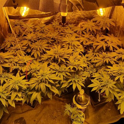 Ak47 Original growlog photo: Se regaron  solo con agua 1/2 litro cada una. Cada día más grandes!!!