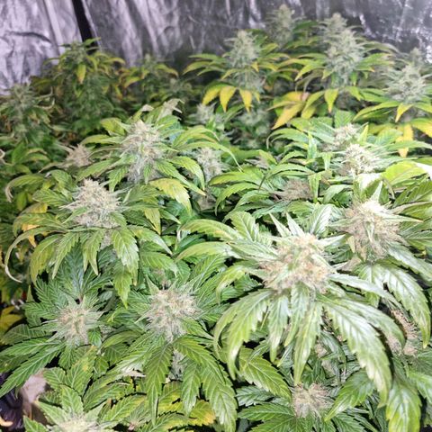 Ak47 Original growlog timeline photo