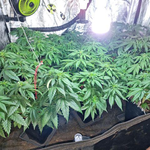 Ak47 Original growlog photo: Se están empezando a formar los primeros cogollos 