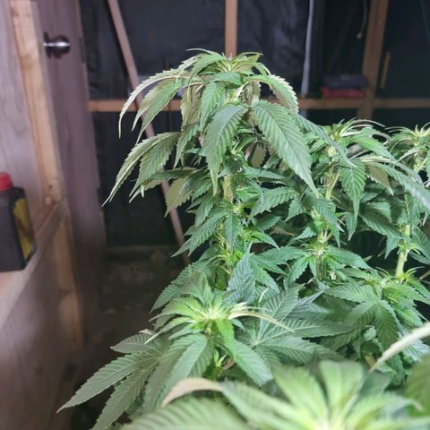 Ak47 Original growlog photo: Se les hizo poda de hojas inferiores (amarillas) y también se cortaron las hojas más grandes. También se regaron con 1lts c/u con DELTA 9 (ml/lts)