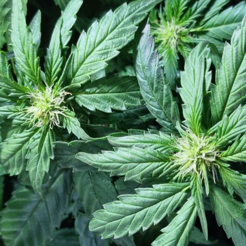 Ak47 Original growlog photo: Se pase a fase 2 con Reaktor generador de CO2