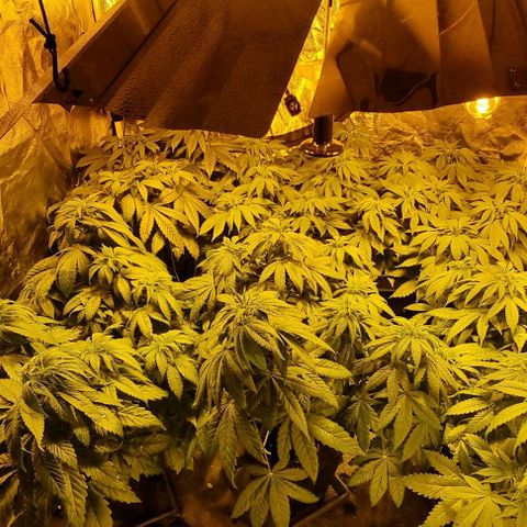 Ak47 Original growlog photo: Tremendas!