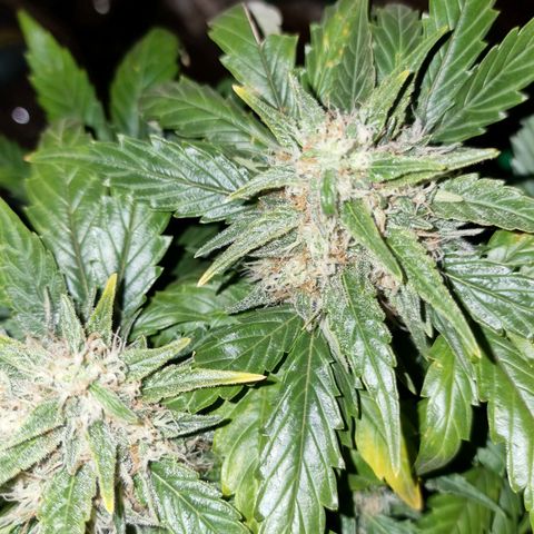 Ak47 Original growlog timeline photo