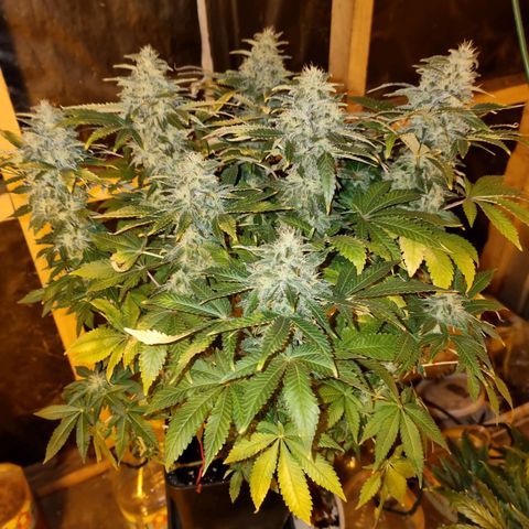 Ak47 Original growlog timeline photo
