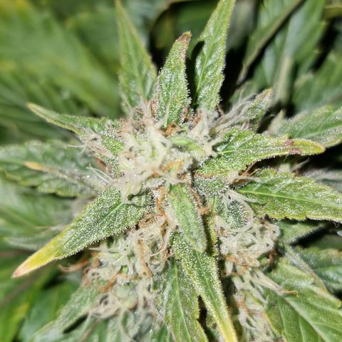 Ak47 Original growlog timeline photo