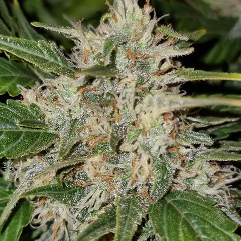 Ak47 Original growlog timeline photo