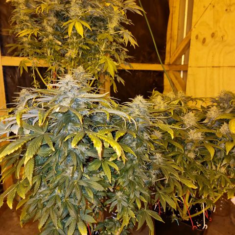 Ak47 Original growlog timeline photo