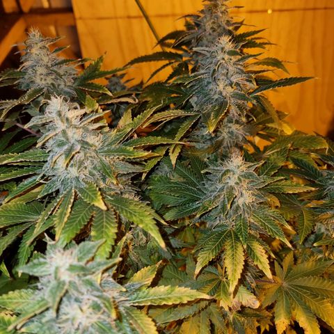 Ak47 Original growlog timeline photo