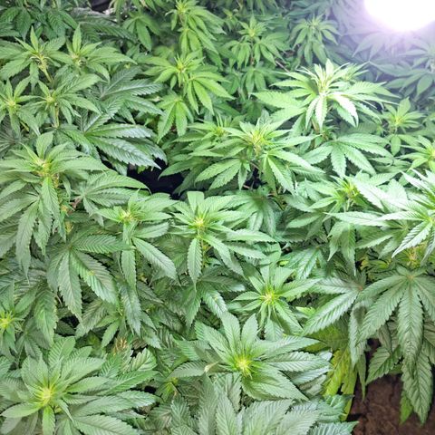 Ak47 Original growlog photo: Hoy se regaron con 1 litro de mezcla (TopCropBigOne 2ml/lts) cada una de las plantitas, se ven hermosas!