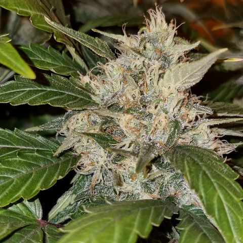 Ak47 Original growlog timeline photo