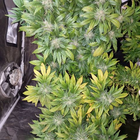 Ak47 Original growlog timeline photo