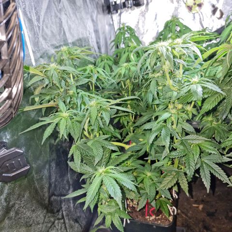 Ak47 Original growlog photo: Se pase a fase 2 con Reaktor generador de CO2