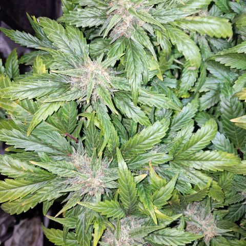 Ak47 Original growlog timeline photo
