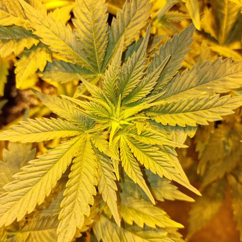Ak47 Original growlog photo: Se realizo poda ramas bajas y se cortaron todas las hojas más grandes, además a sólo una Se le realizó poda apical, después de aver estado deshidratadas ayer hoy ya se ven en perfectas condiciones