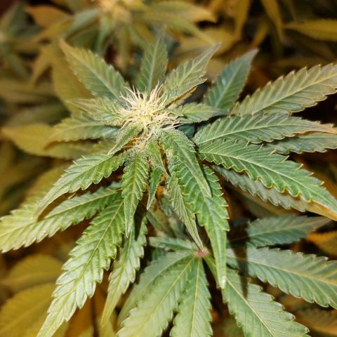 Ak47 Original growlog timeline photo