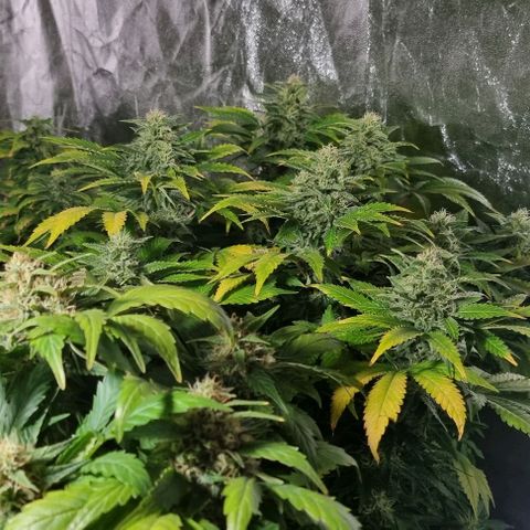 Ak47 Original growlog timeline photo