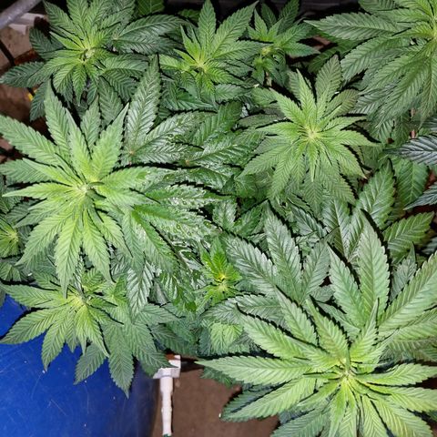 Ak47 Original growlog photo: Están hermosas, ahora ya empezaron a consumir más agua 💧  por que se le agrego un generador de CO2, 