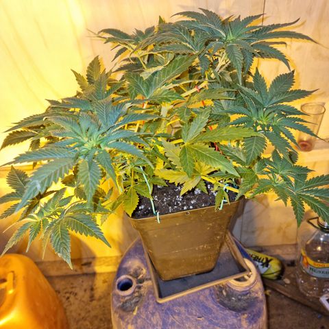 Ak47 Original growlog photo: Se realizo poda ramas bajas y se cortaron todas las hojas más grandes, además a sólo una Se le realizó poda apical, después de aver estado deshidratadas ayer hoy ya se ven en perfectas condiciones