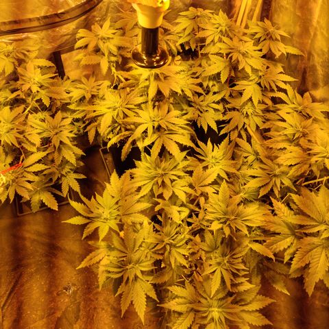 Ak47 Original growlog photo: Se realizo poda ramas bajas y se cortaron todas las hojas más grandes, además a sólo una Se le realizó poda apical, después de aver estado deshidratadas ayer hoy ya se ven en perfectas condiciones