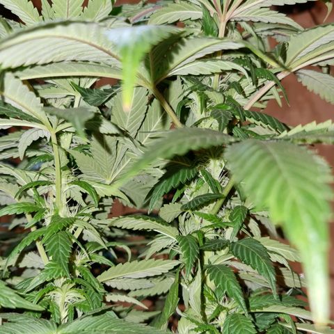Ak47 Original growlog timeline photo