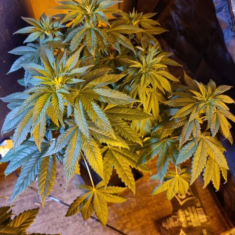Ak47 Original growlog photo: Están hermosas, ahora ya empezaron a consumir más agua 💧  por que se le agrego un generador de CO2, 