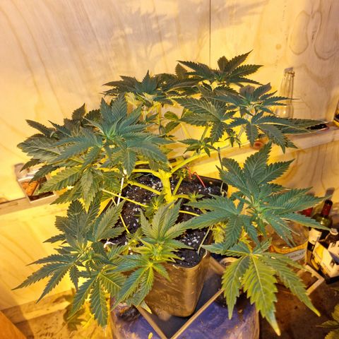 Ak47 Original growlog photo: Se realizo poda ramas bajas y se cortaron todas las hojas más grandes, además a sólo una Se le realizó poda apical, después de aver estado deshidratadas ayer hoy ya se ven en perfectas condiciones