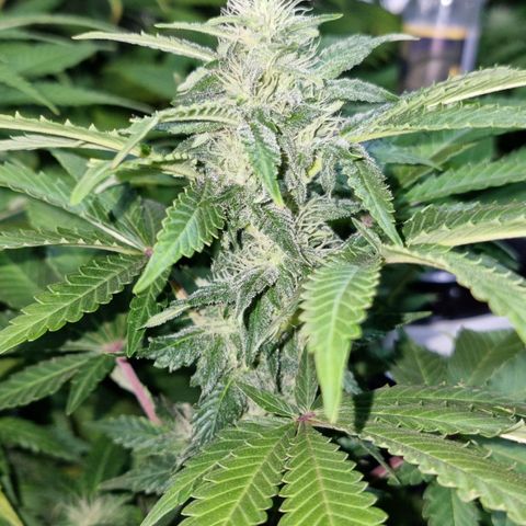 Ak47 Original growlog timeline photo