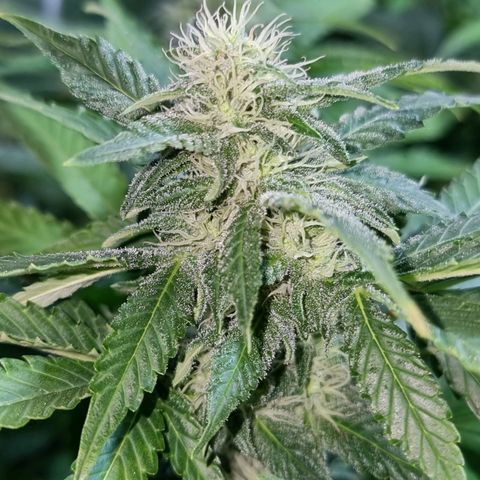 Ak47 Original growlog timeline photo