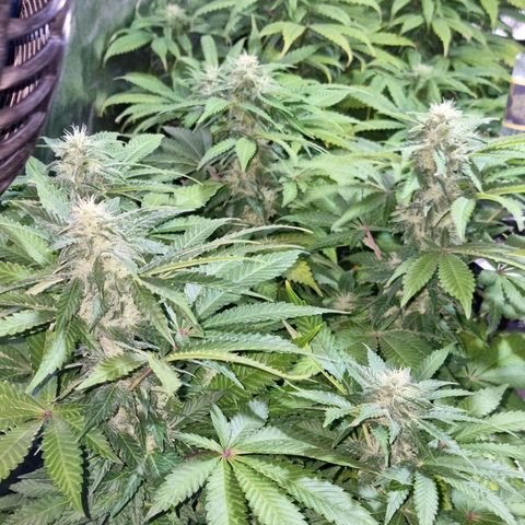 Ak47 Original growlog timeline photo