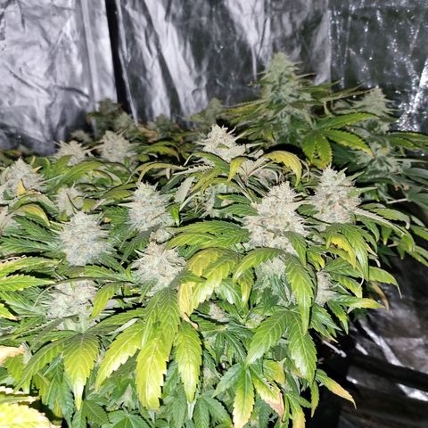 Ak47 Original growlog timeline photo
