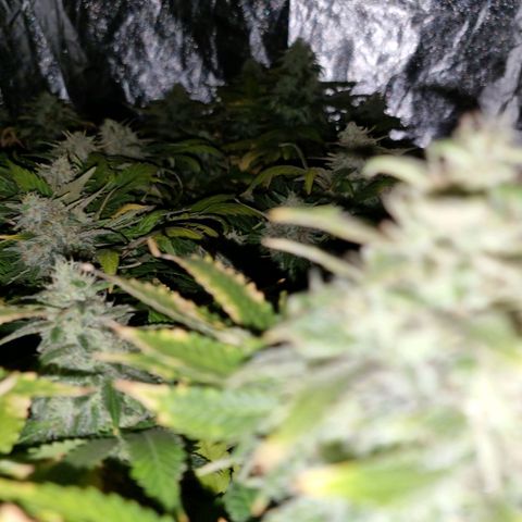 Ak47 Original growlog timeline photo