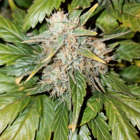 Ak47 Original growlog timeline photo