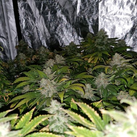 Ak47 Original growlog timeline photo