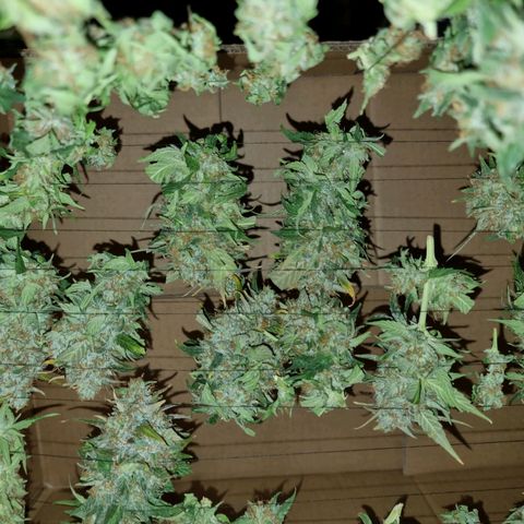 Ak47 Original growlog photo: Primera planta cortada, las otras aún les falta entre 1 a 2 semanas más 