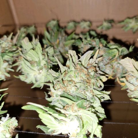 Ak47 Original growlog photo: Primera planta cortada, las otras aún les falta entre 1 a 2 semanas más 