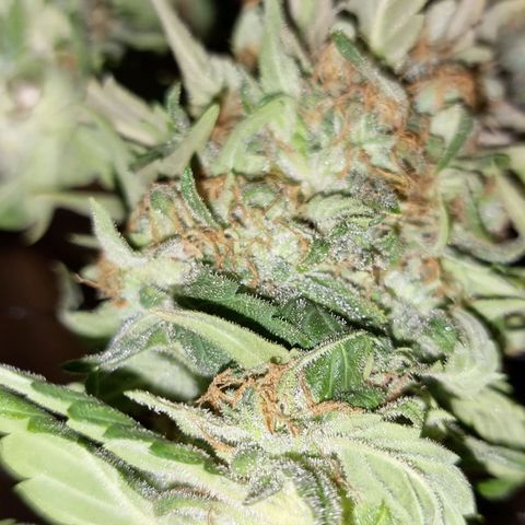 Ak47 Original growlog photo: Primera planta cortada, las otras aún les falta entre 1 a 2 semanas más 